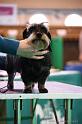 Crufts2011_2 1328